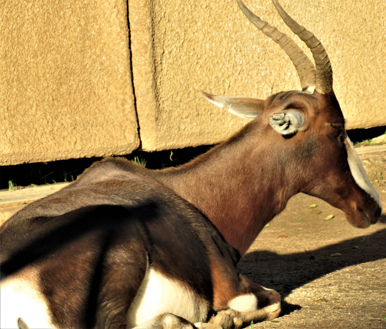 Bontebok