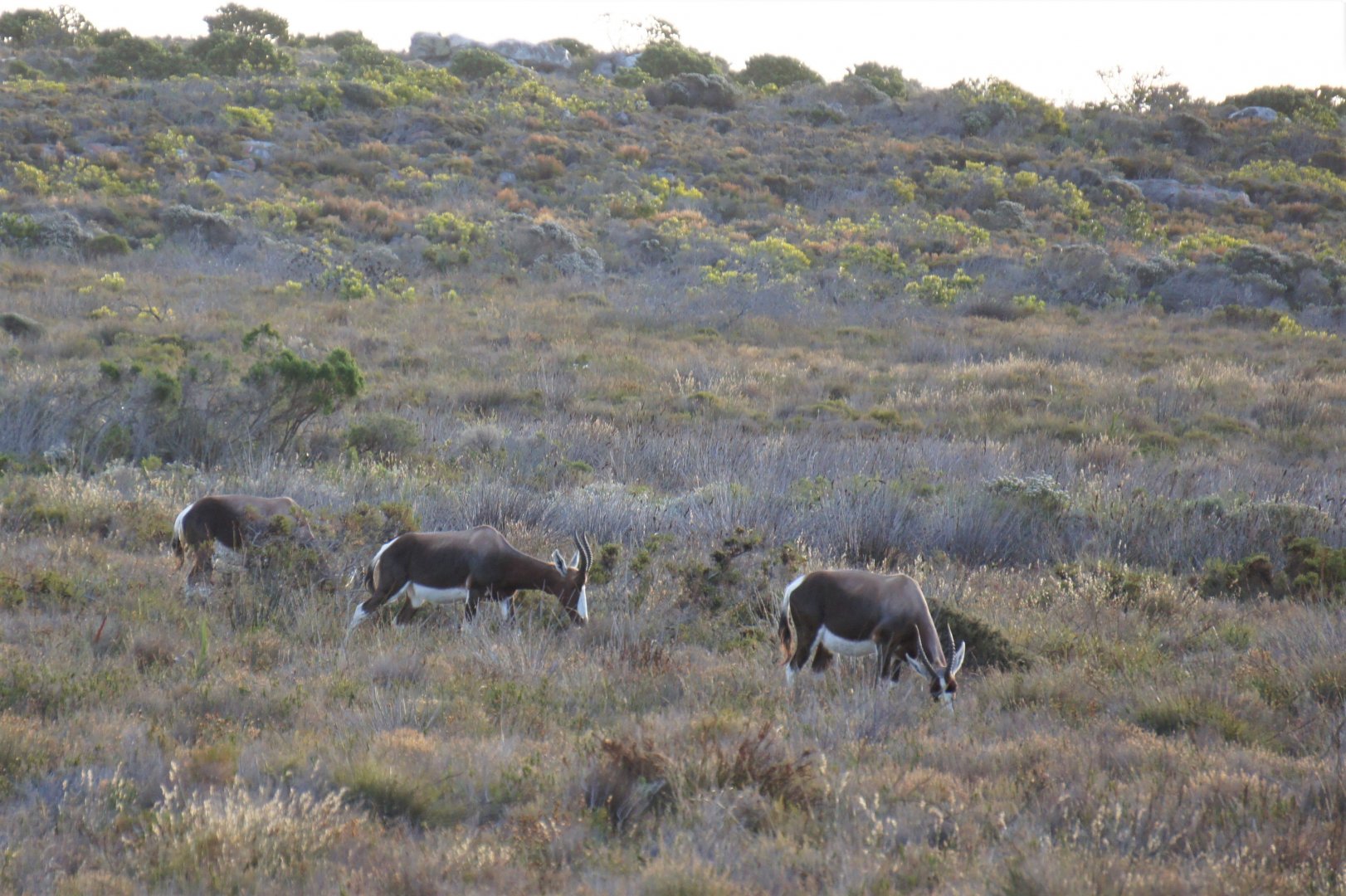 Bontebok