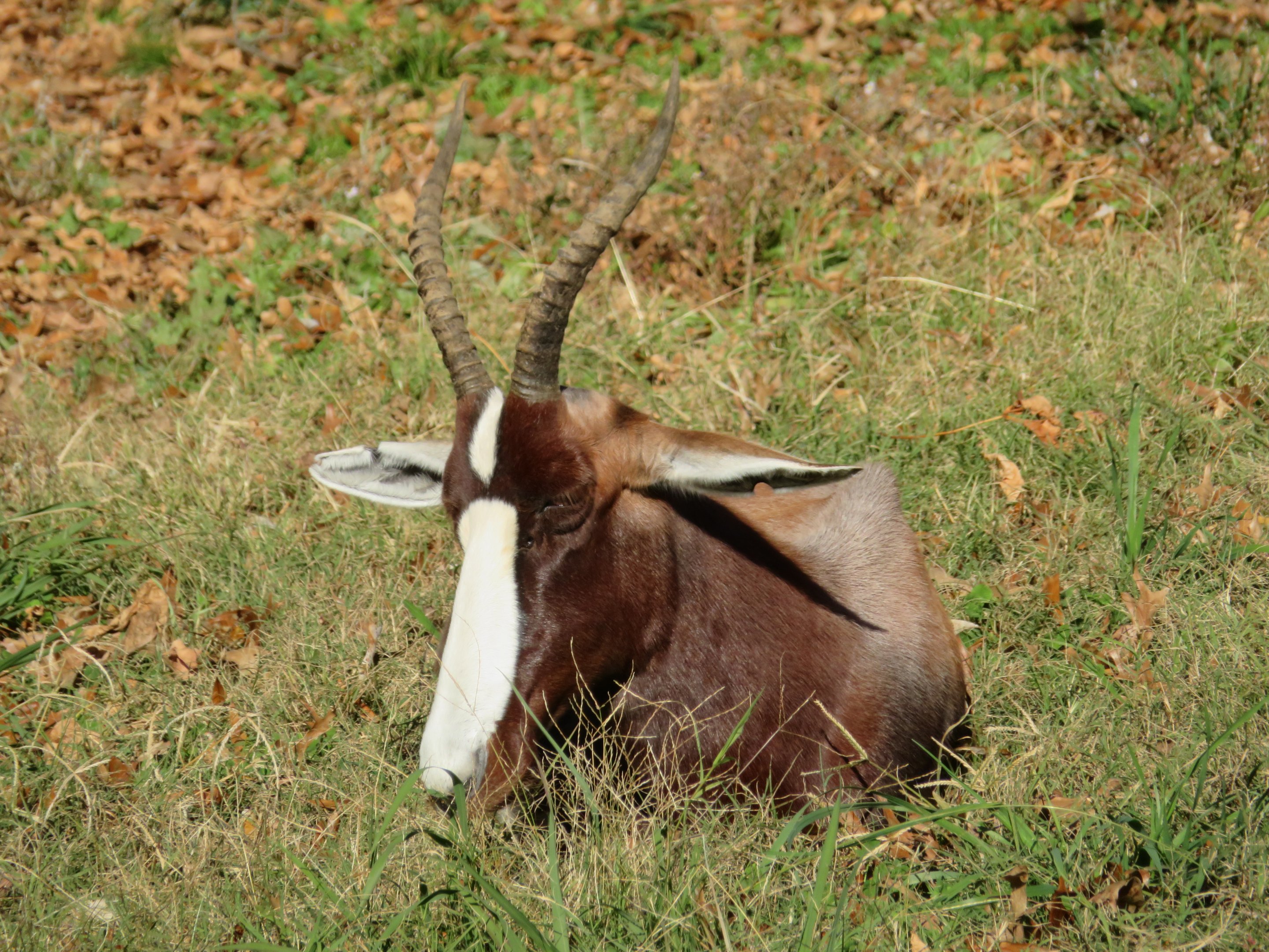 Bontebok