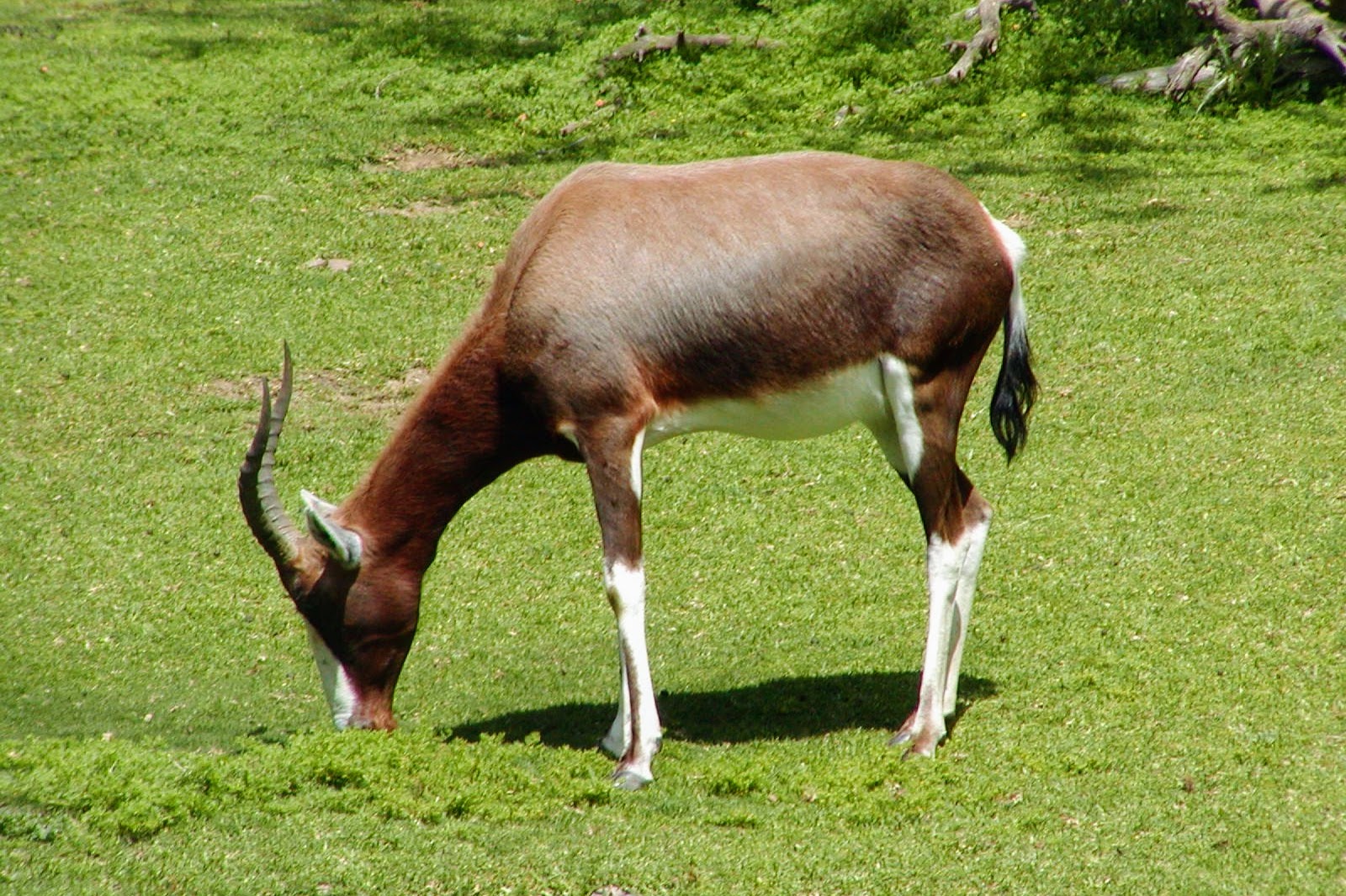 Bontebok