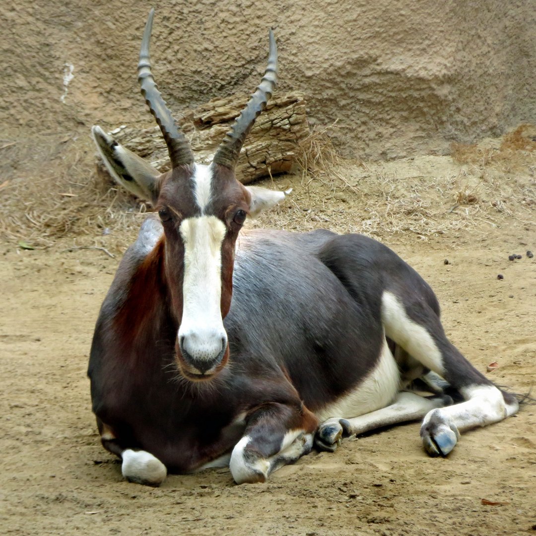 Bontebok