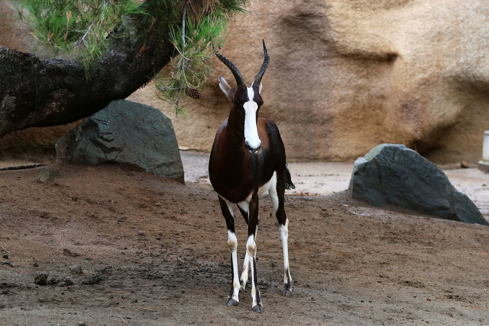 Bontebok