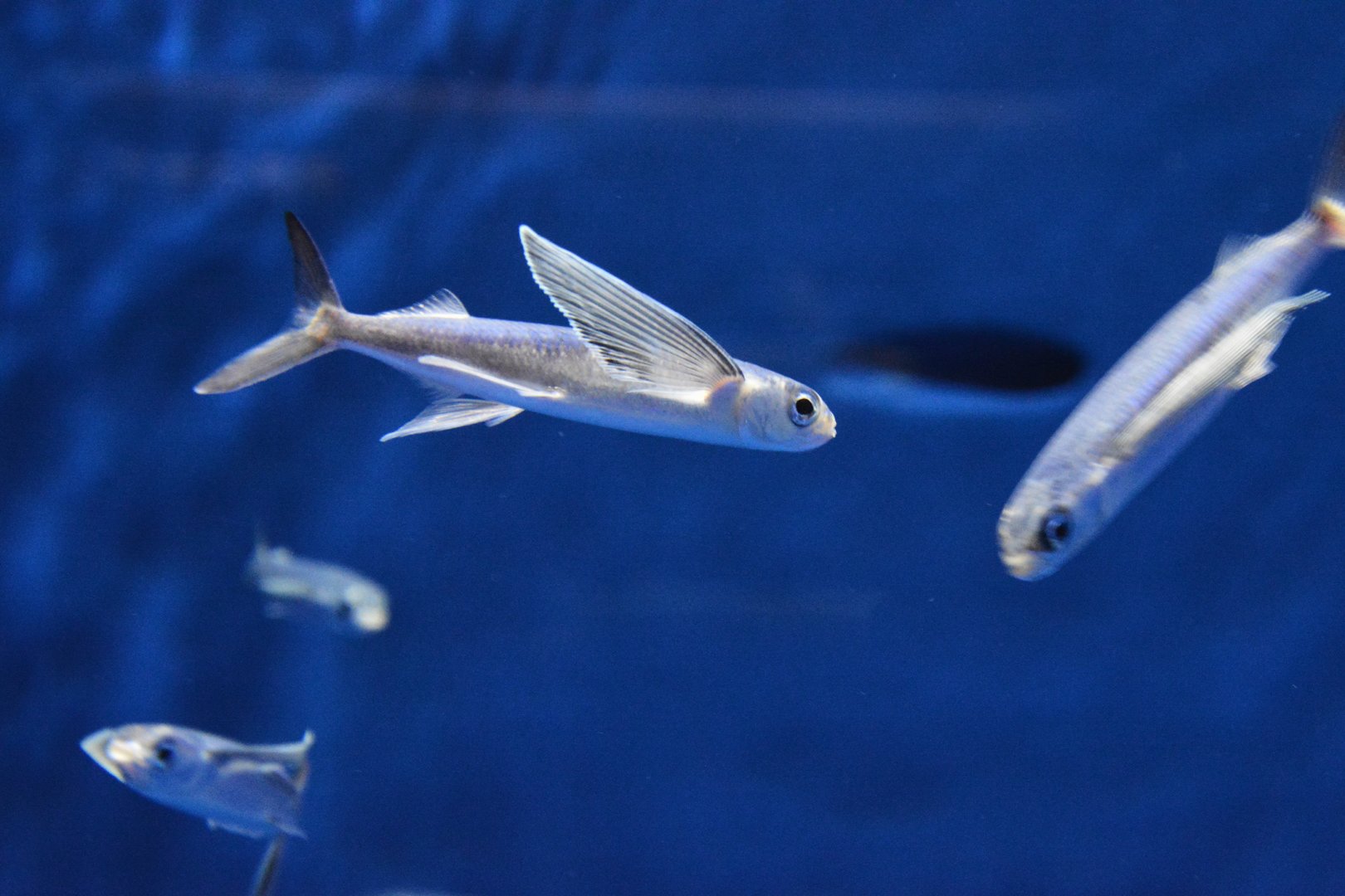 Bony flyingfish (Hirundichthys cf. oxycephalus)