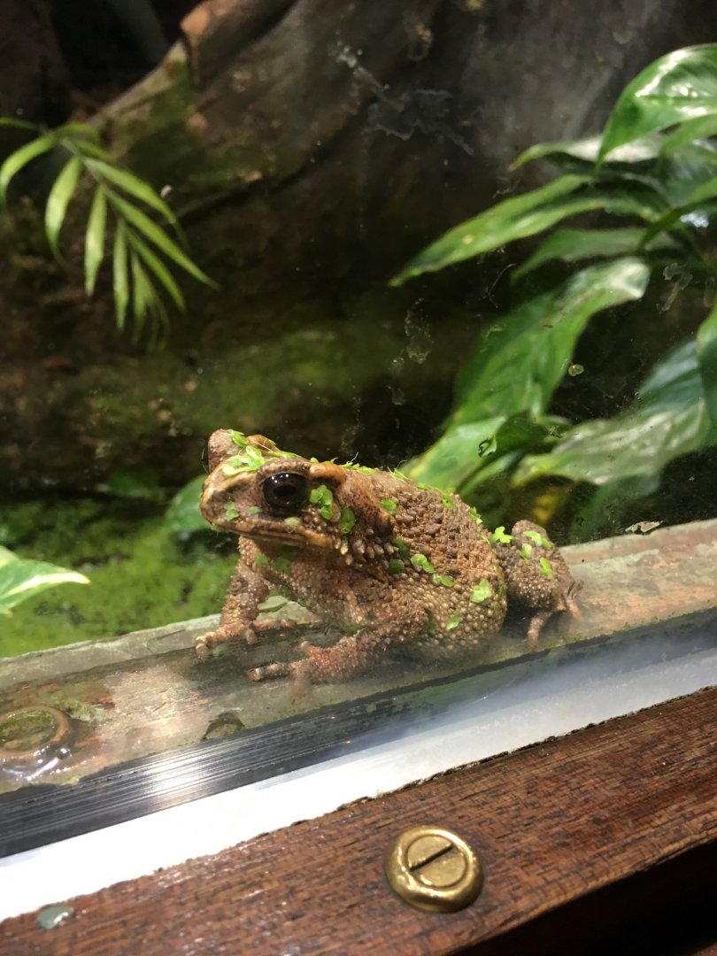 Bony-headed Toad 081216