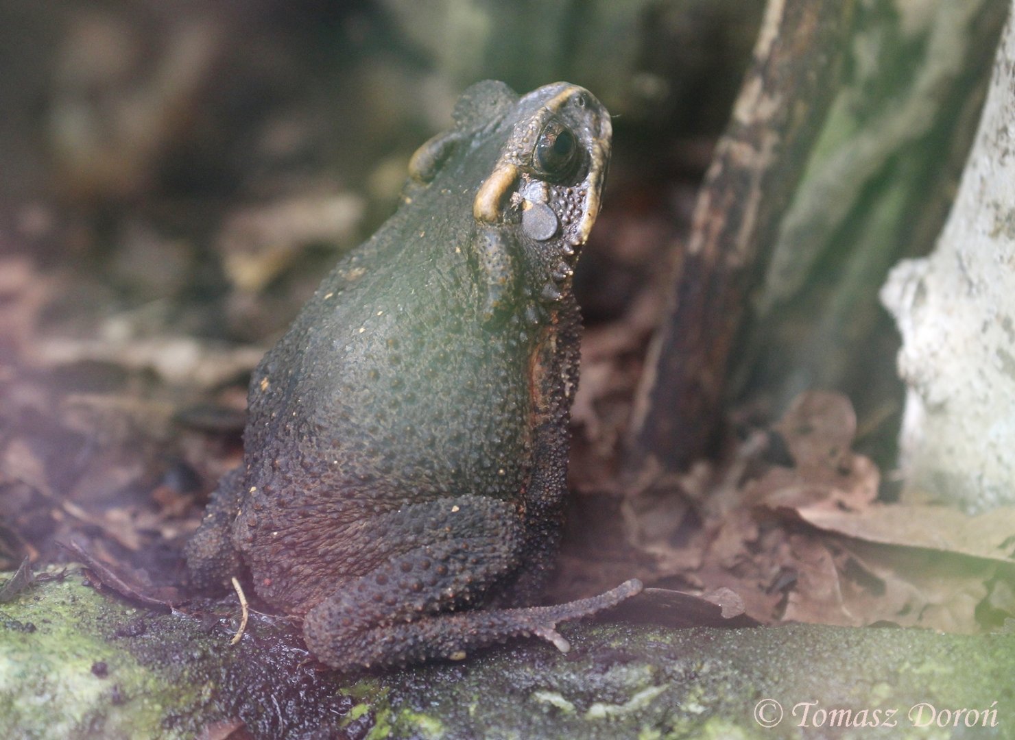 Bony-headed Toad (Ingerophrynus galeatus), August 2017