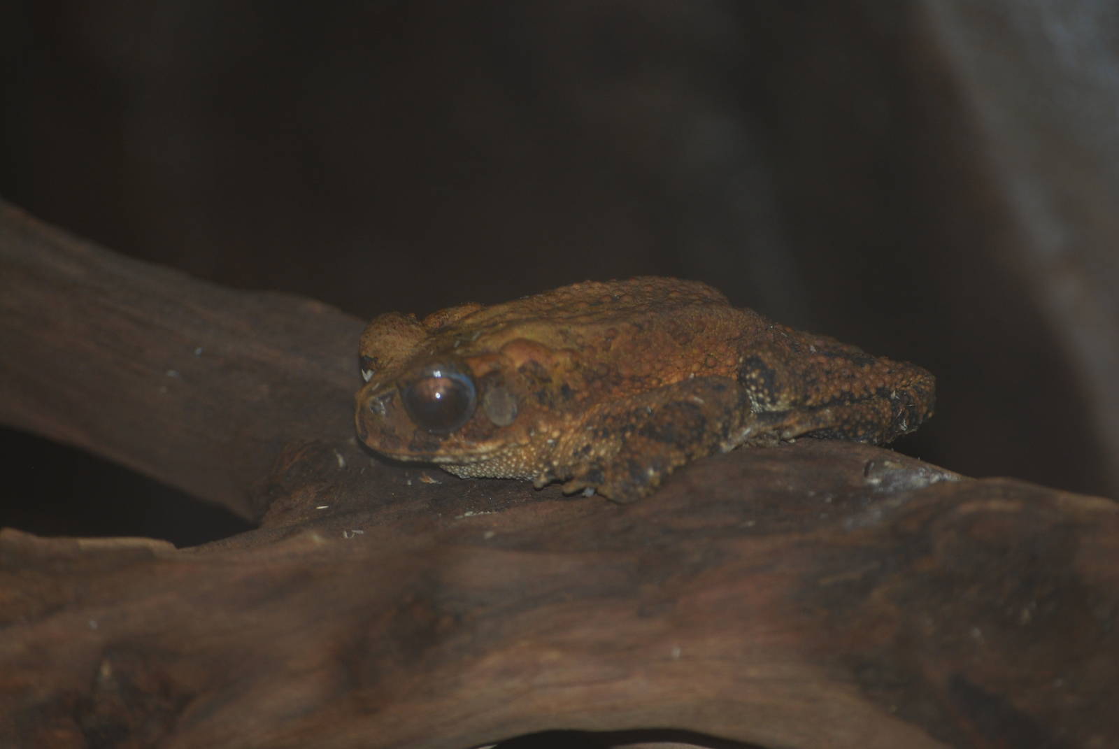 Bony-headed toad