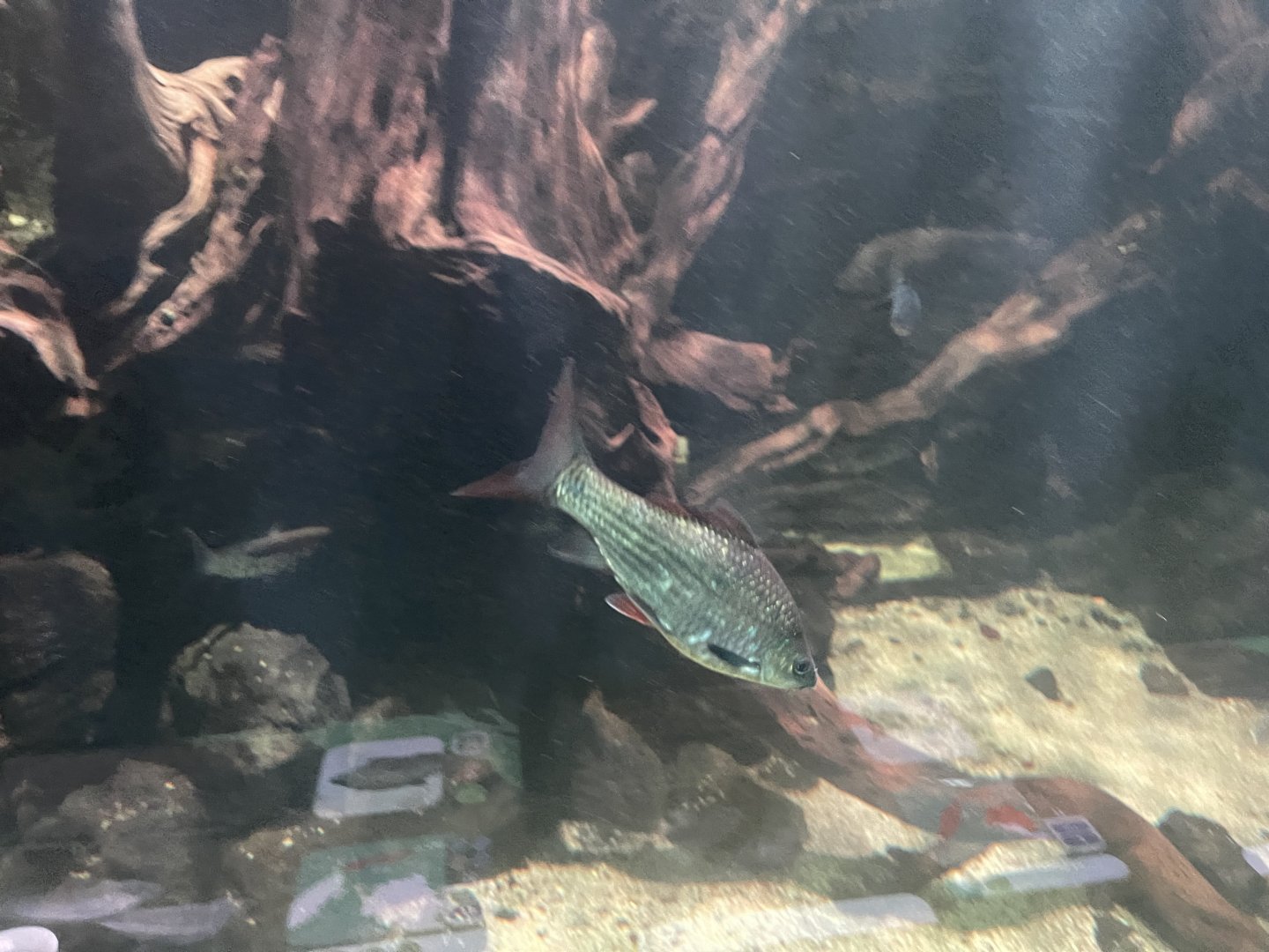 bonylip barb (osteochilus vittatus) - dunia air tawar