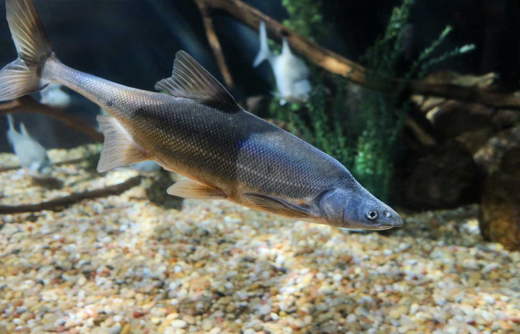 Bonytail Chub (Gila elegans)