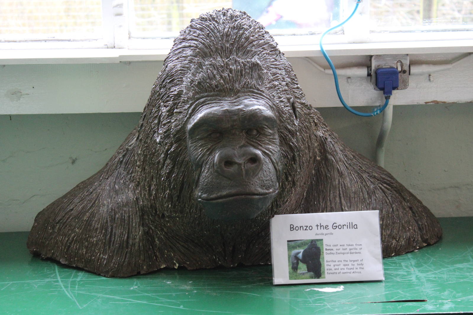 Bonzo, Gorilla cast