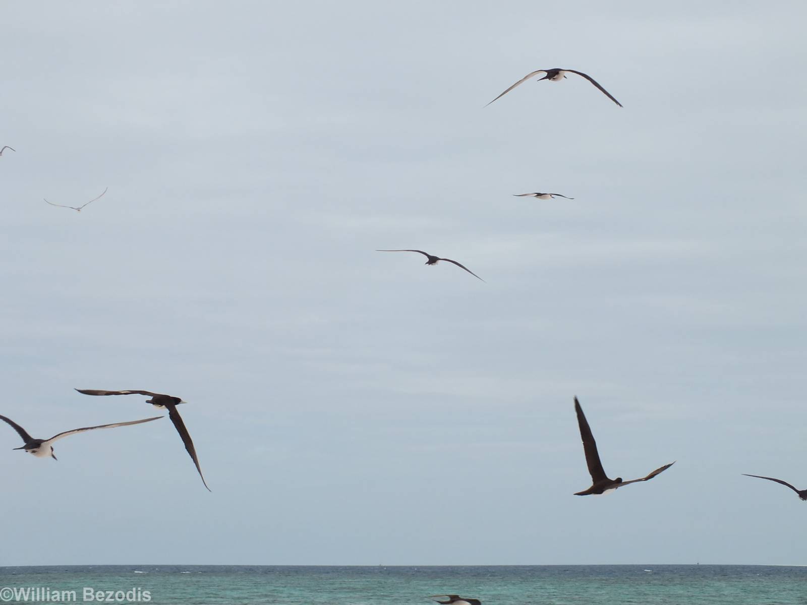 Boobies in Flight