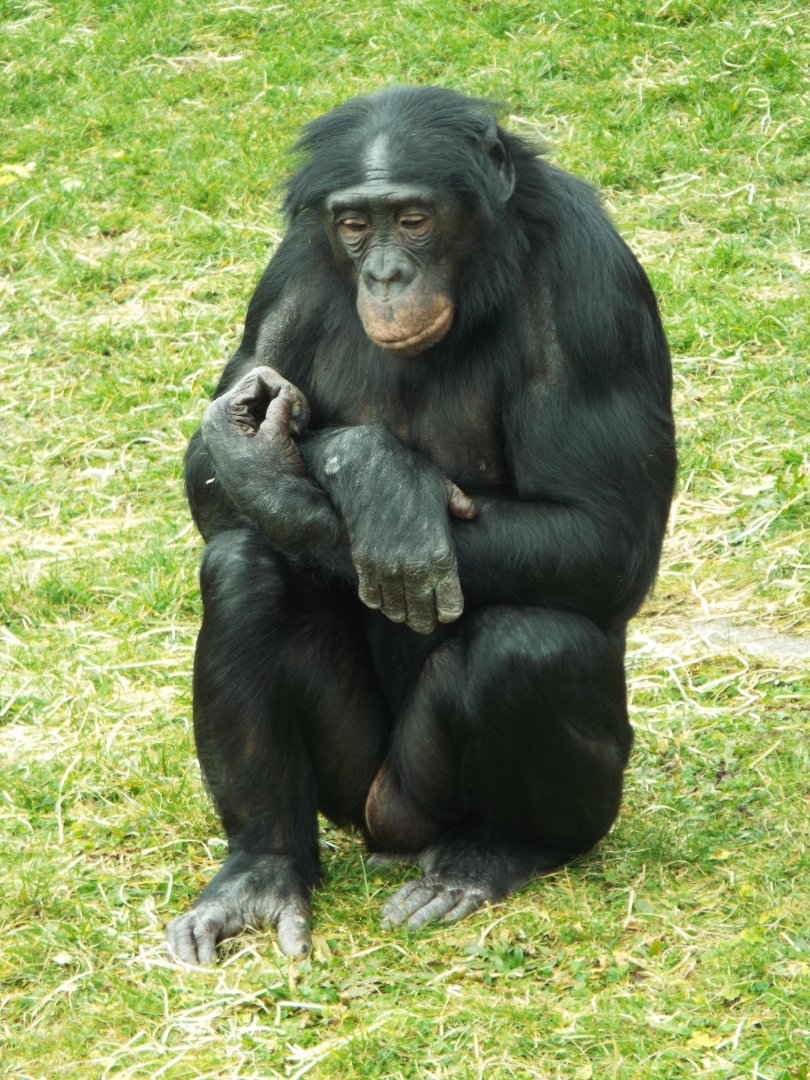 Booboo - Twycross Zoo