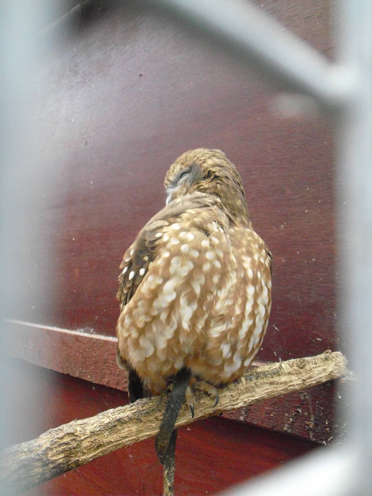 Boobook Owl - 16/10/2011