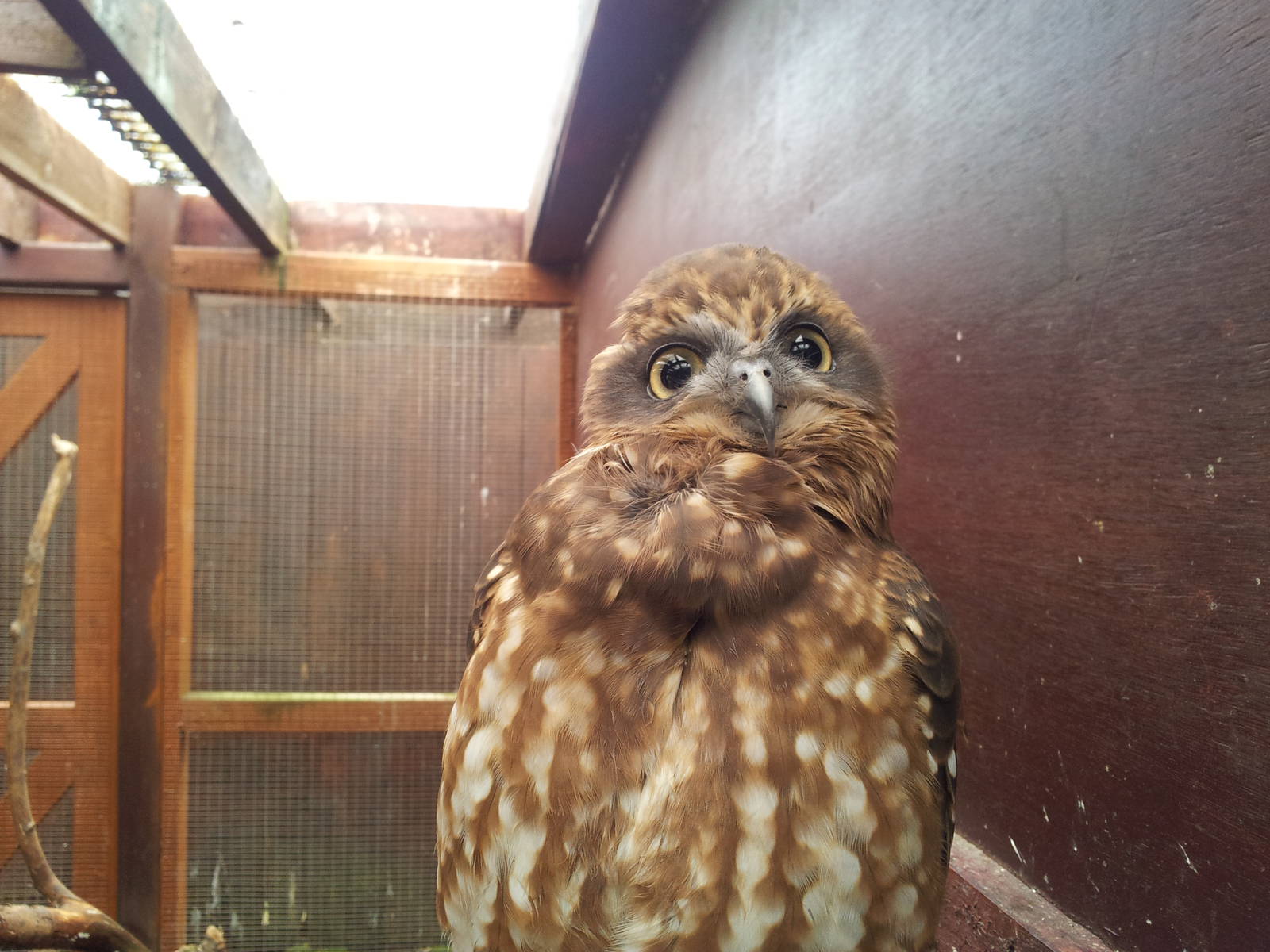 Boobook Owl - 16/10/2011