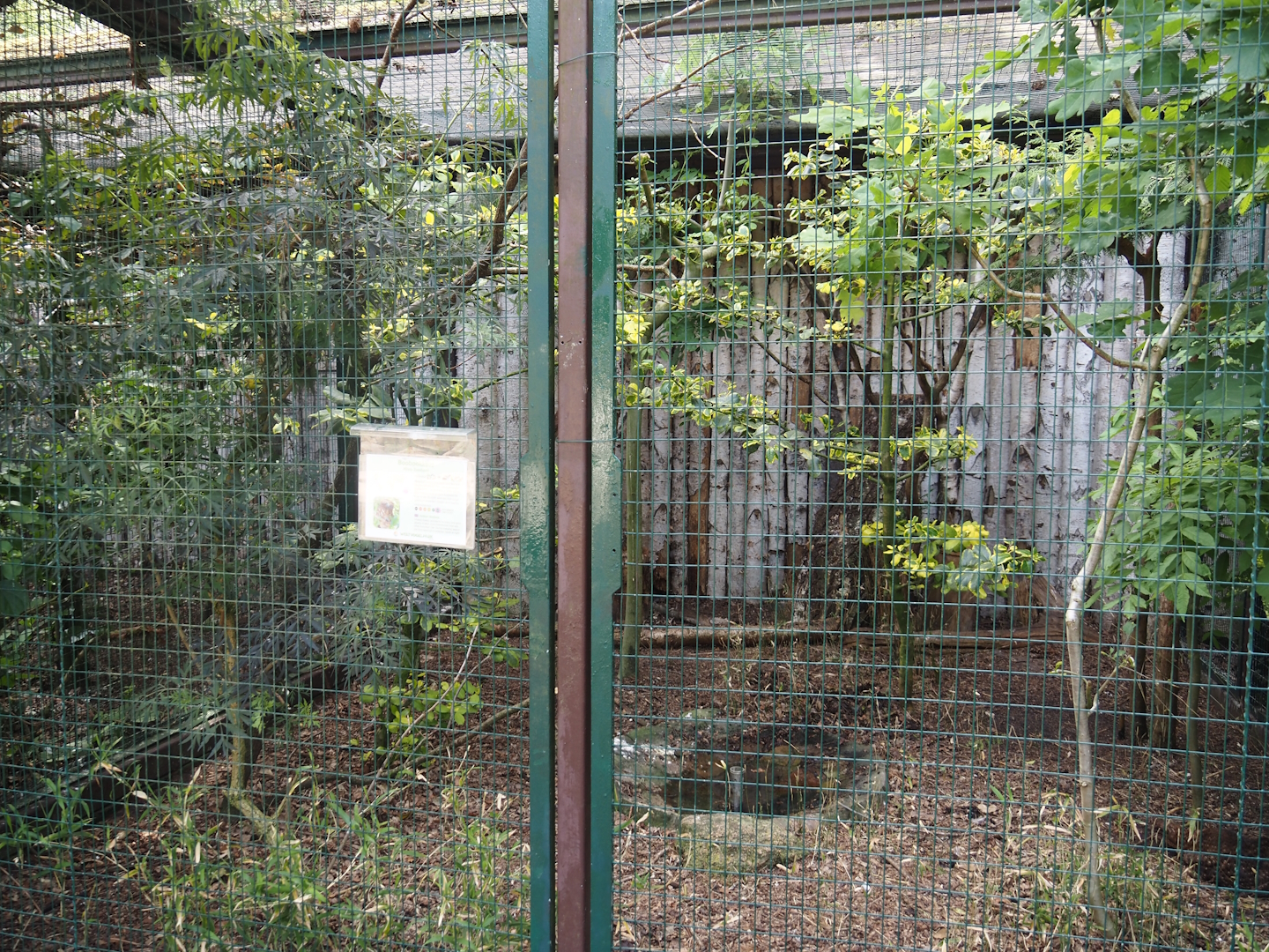 Boobook owl and Female Satyr tragopan aviary, 2024-05-21