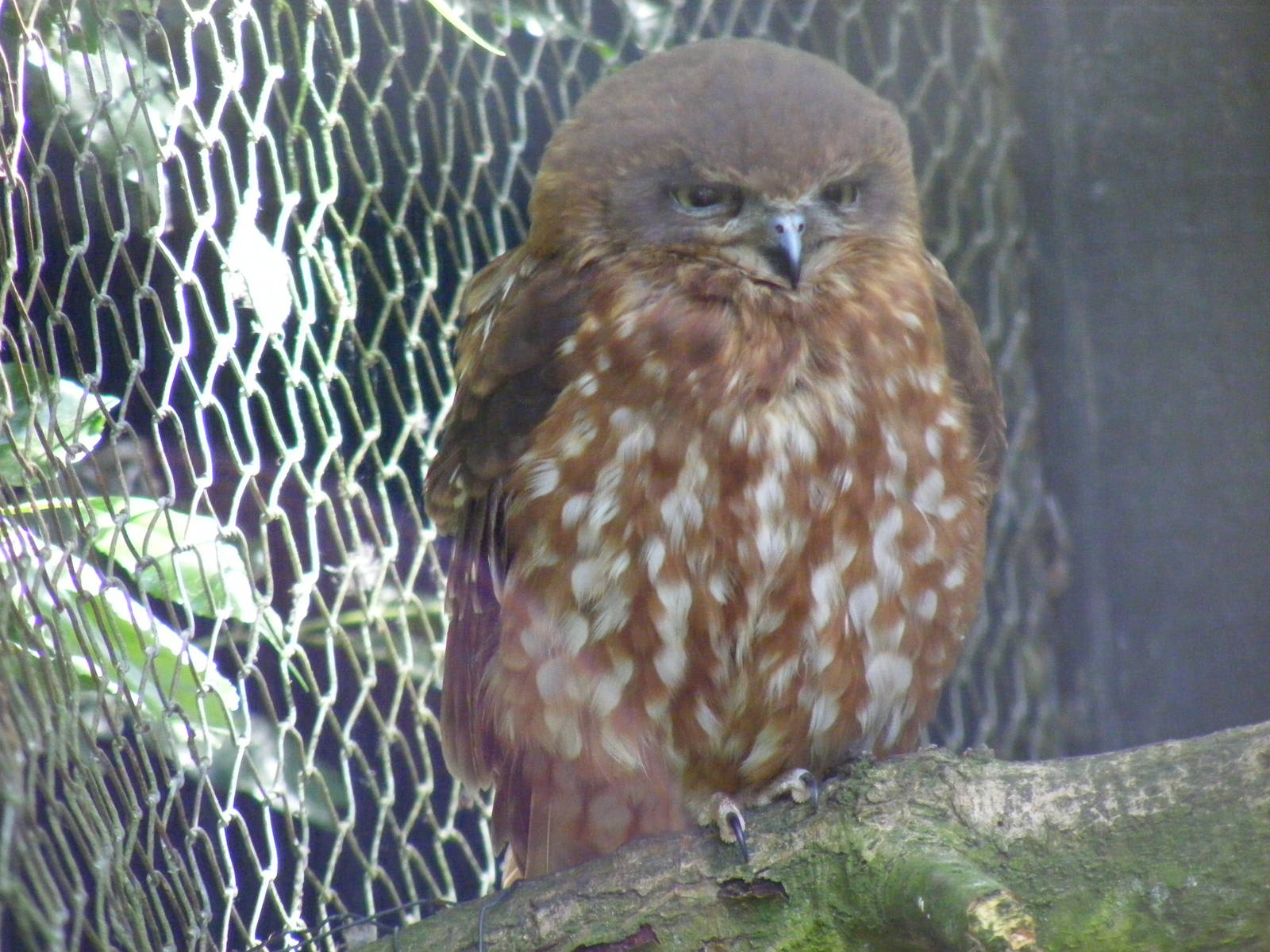 Boobook owl at Birdworld, 20 June 2010