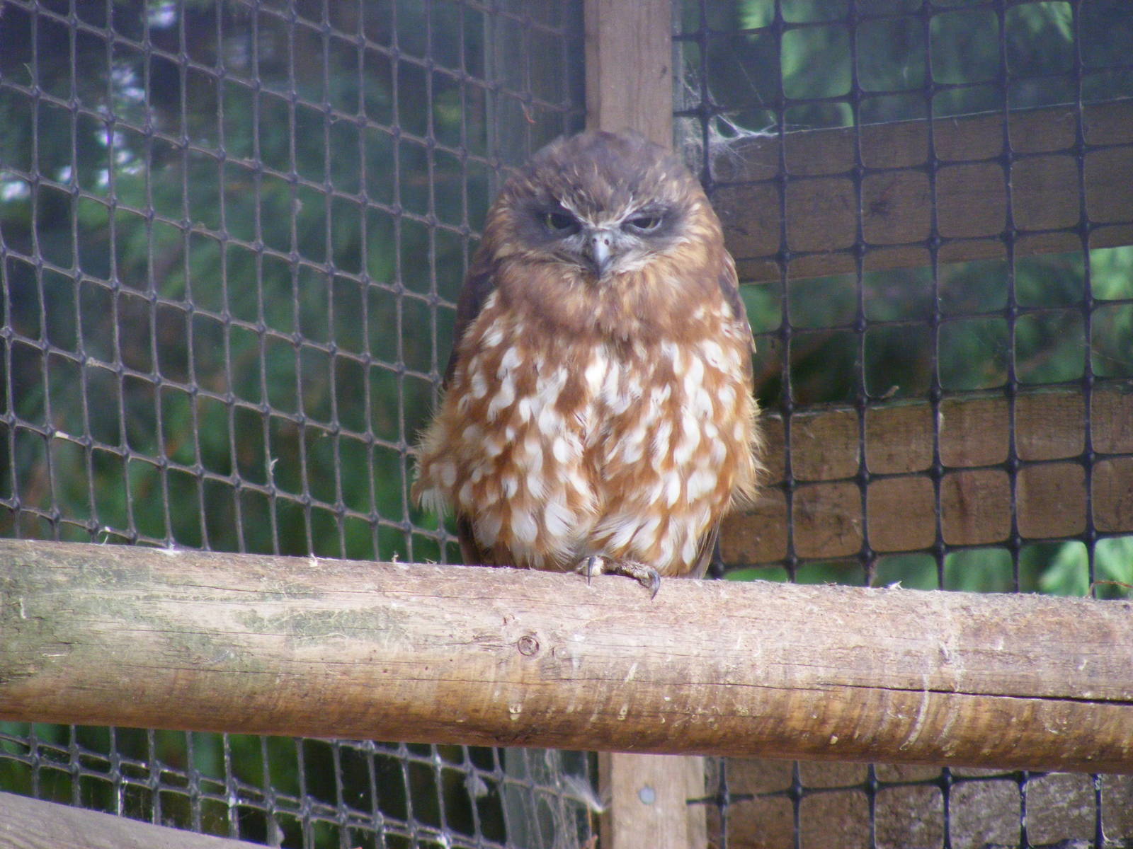 Boobook owl at Wingham Wildlife Park, 15 August 2010