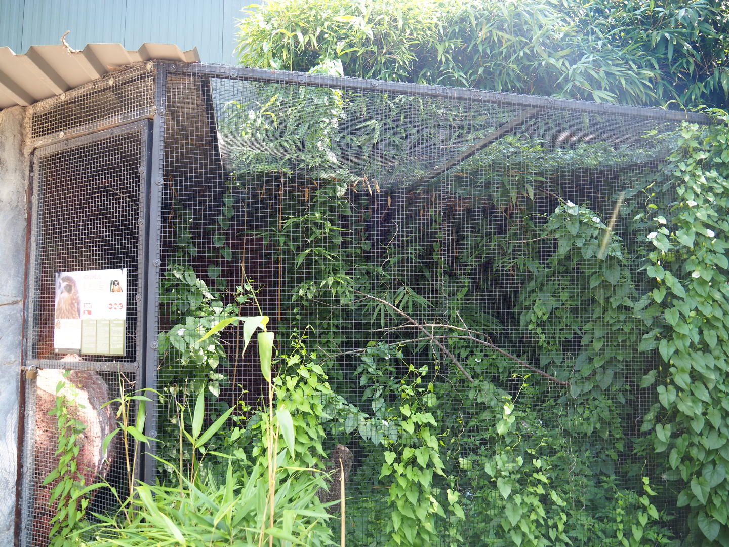 Boobook owl aviary, 2019-08-04