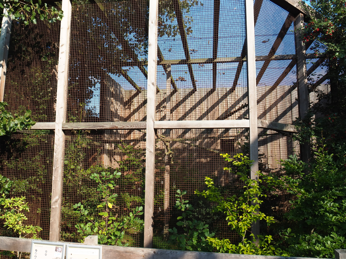 Boobook owl aviary, 2020-09-12