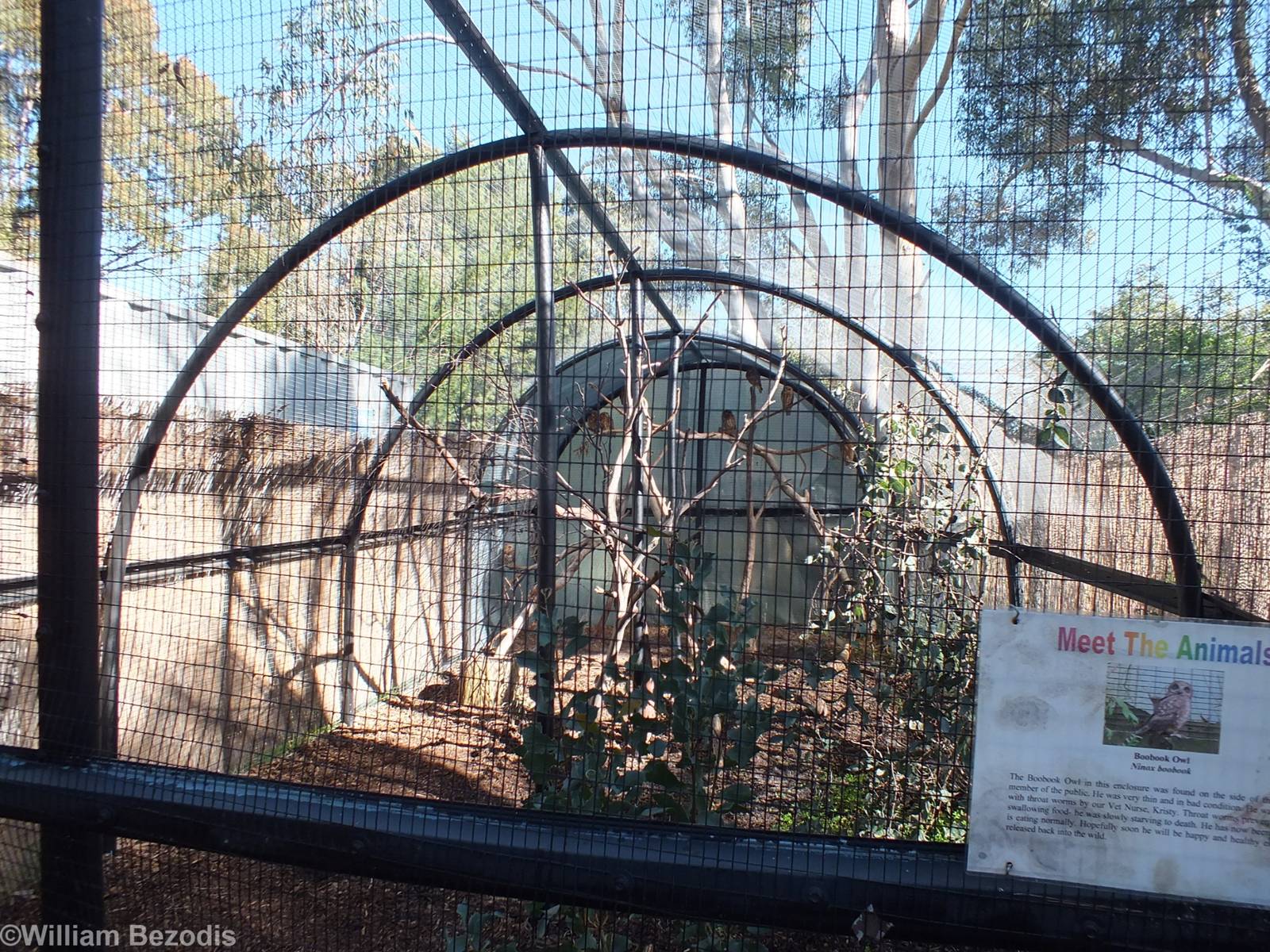 Boobook Owl Aviary