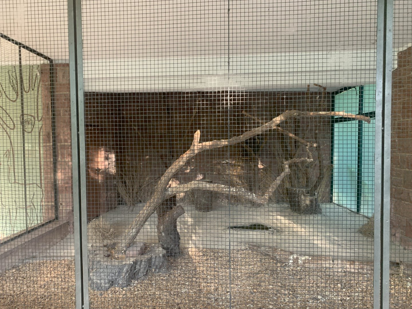 Boobook Owl enclosure