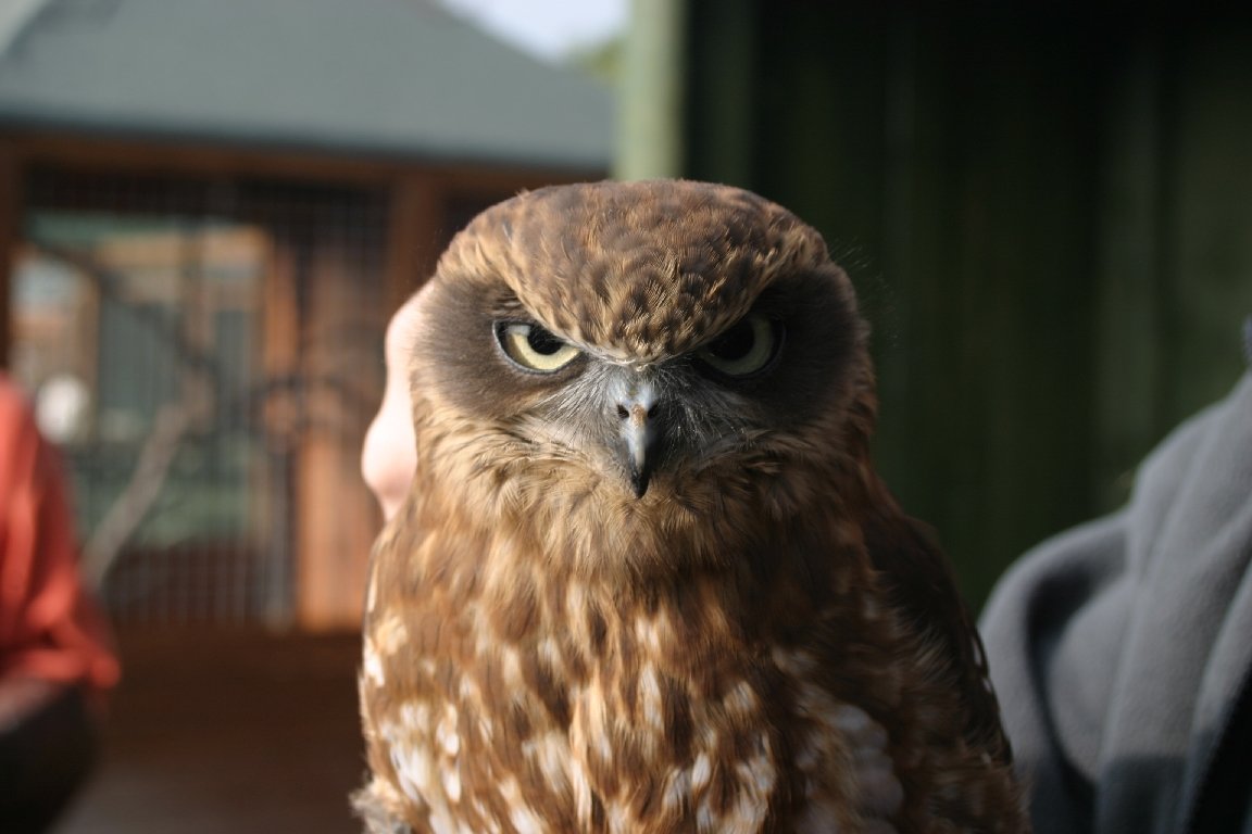 Boobook Owl, Gauntlet 2005