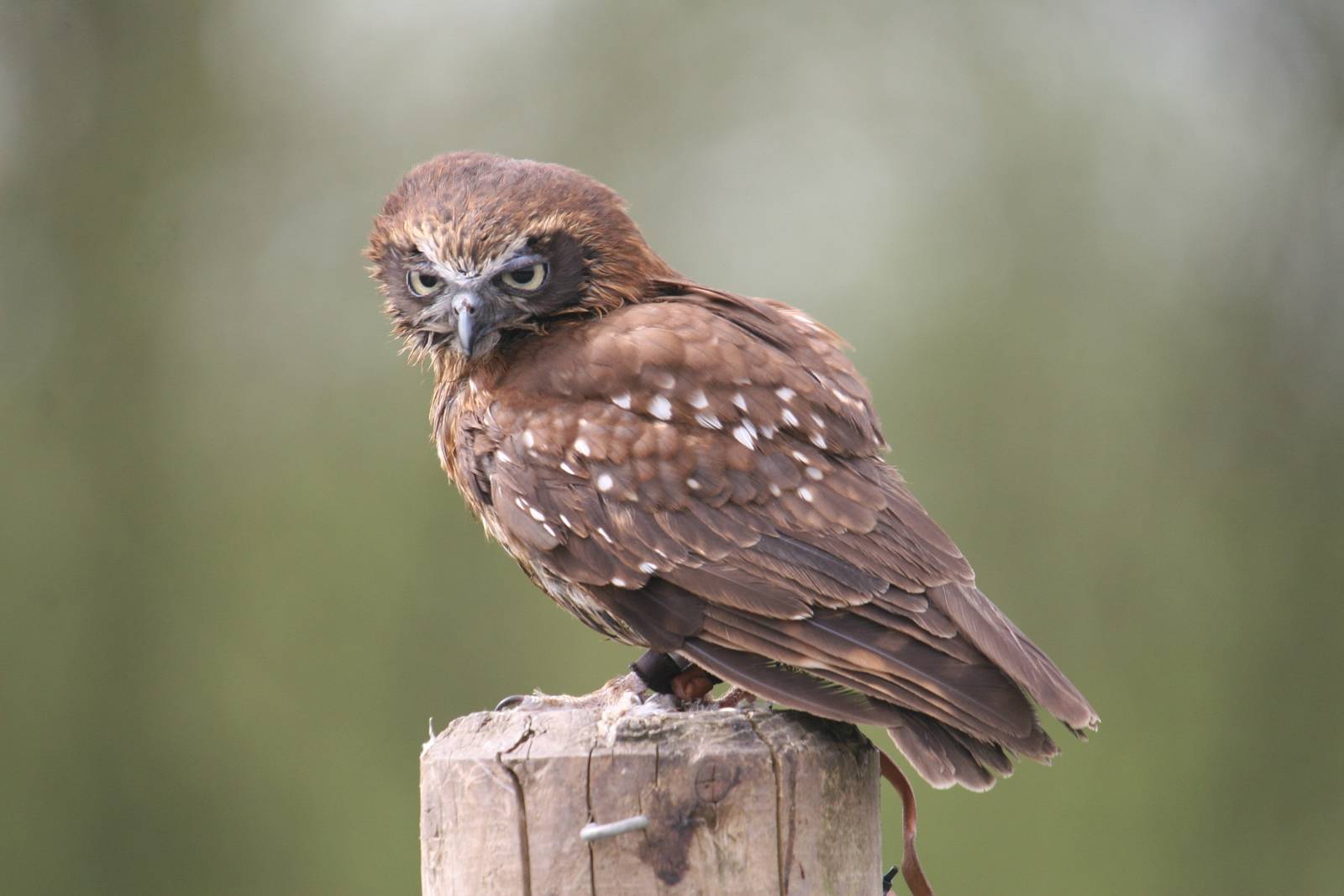 Boobook Owl, Gauntlet 2008