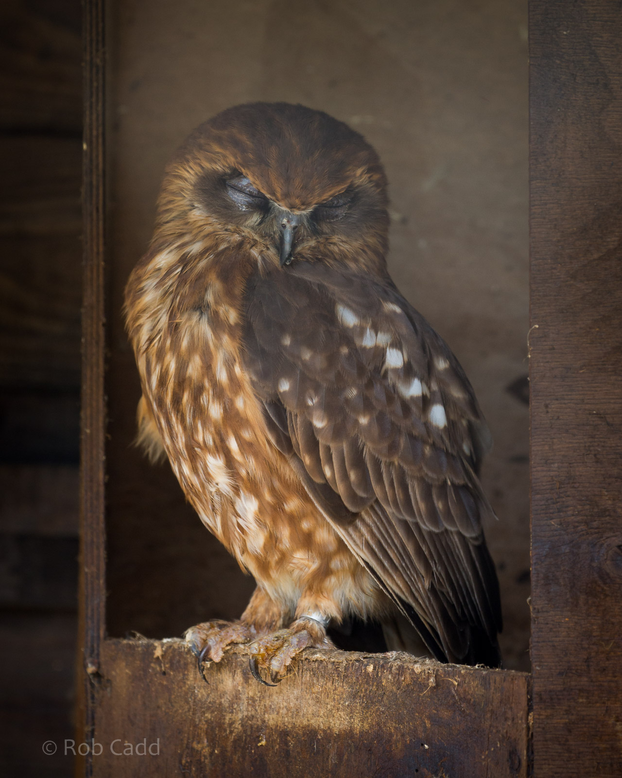 Boobook owl : Hamerton : 27 Mar 2015