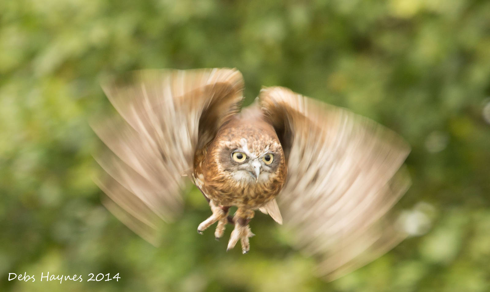 Boobook Owl (Morpork owl)