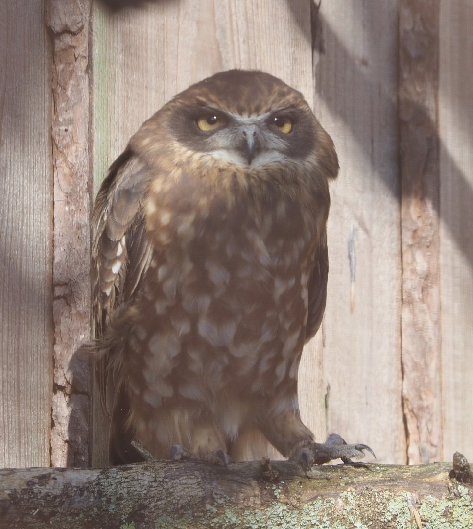 Boobook owl (Ninox boobook), 2020-09-12