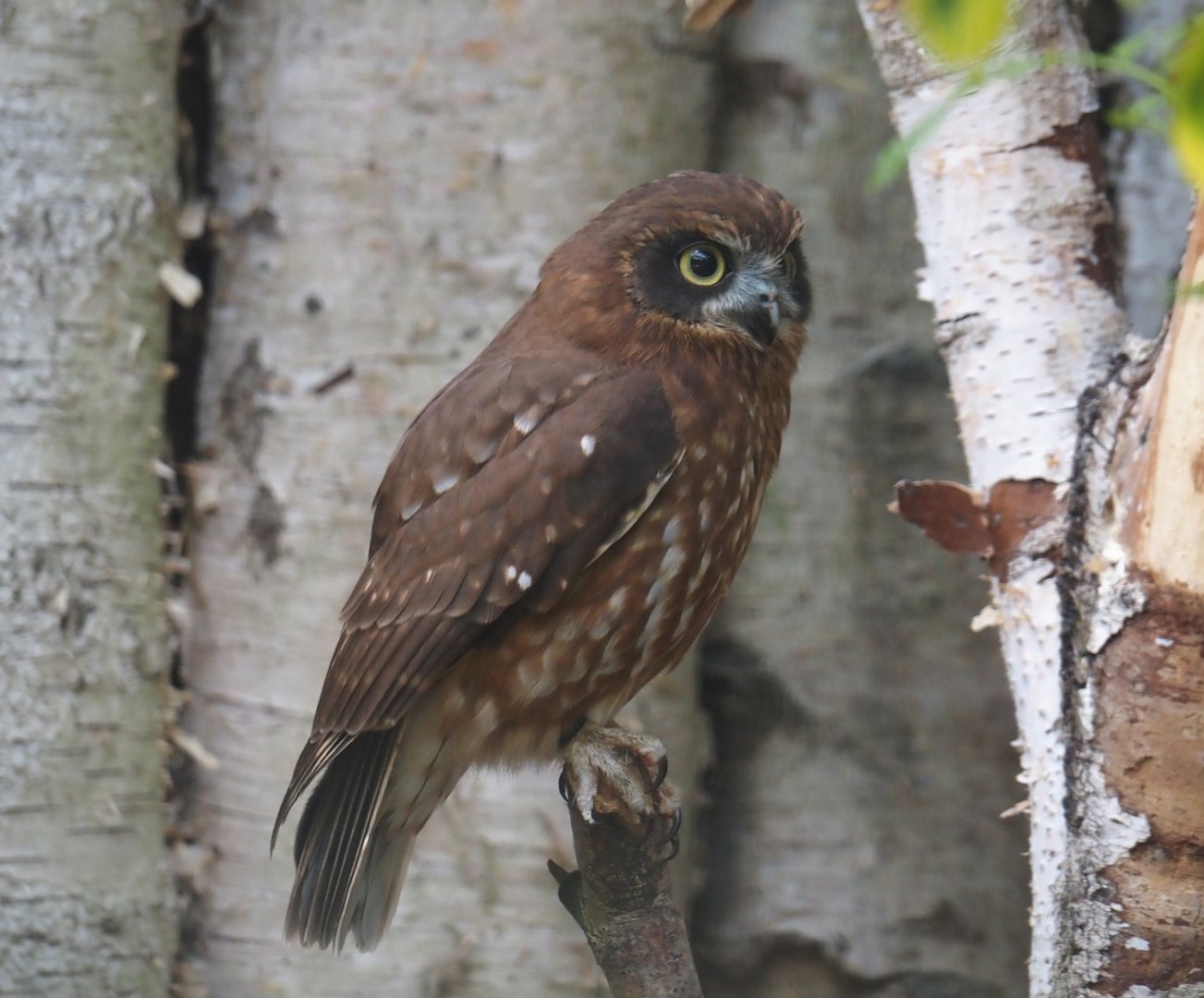 Boobook owl (Ninox boobook), 2024-05-21