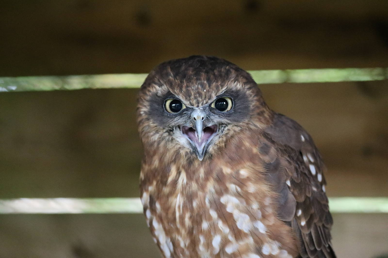 Boobook owl, September 2015