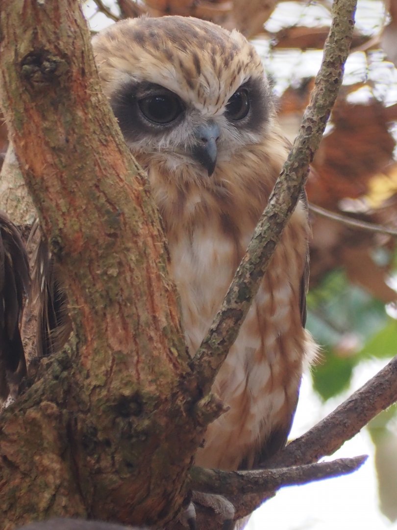 Boobook Owl