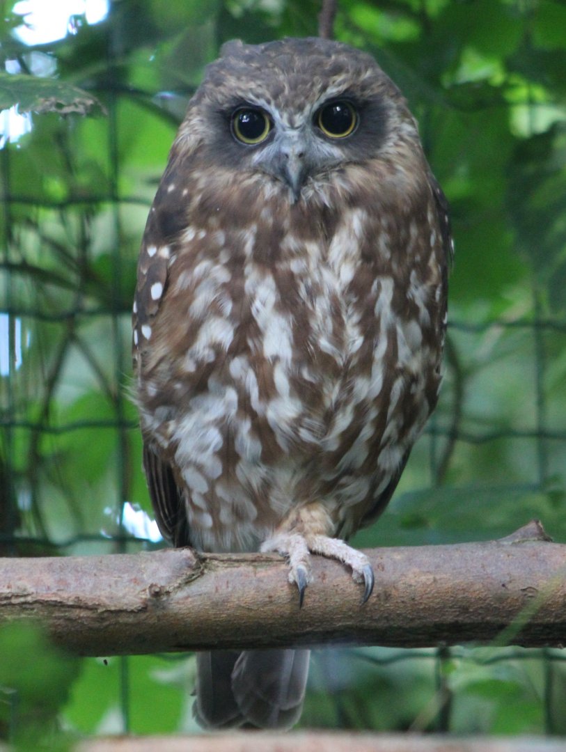 Boobook owl