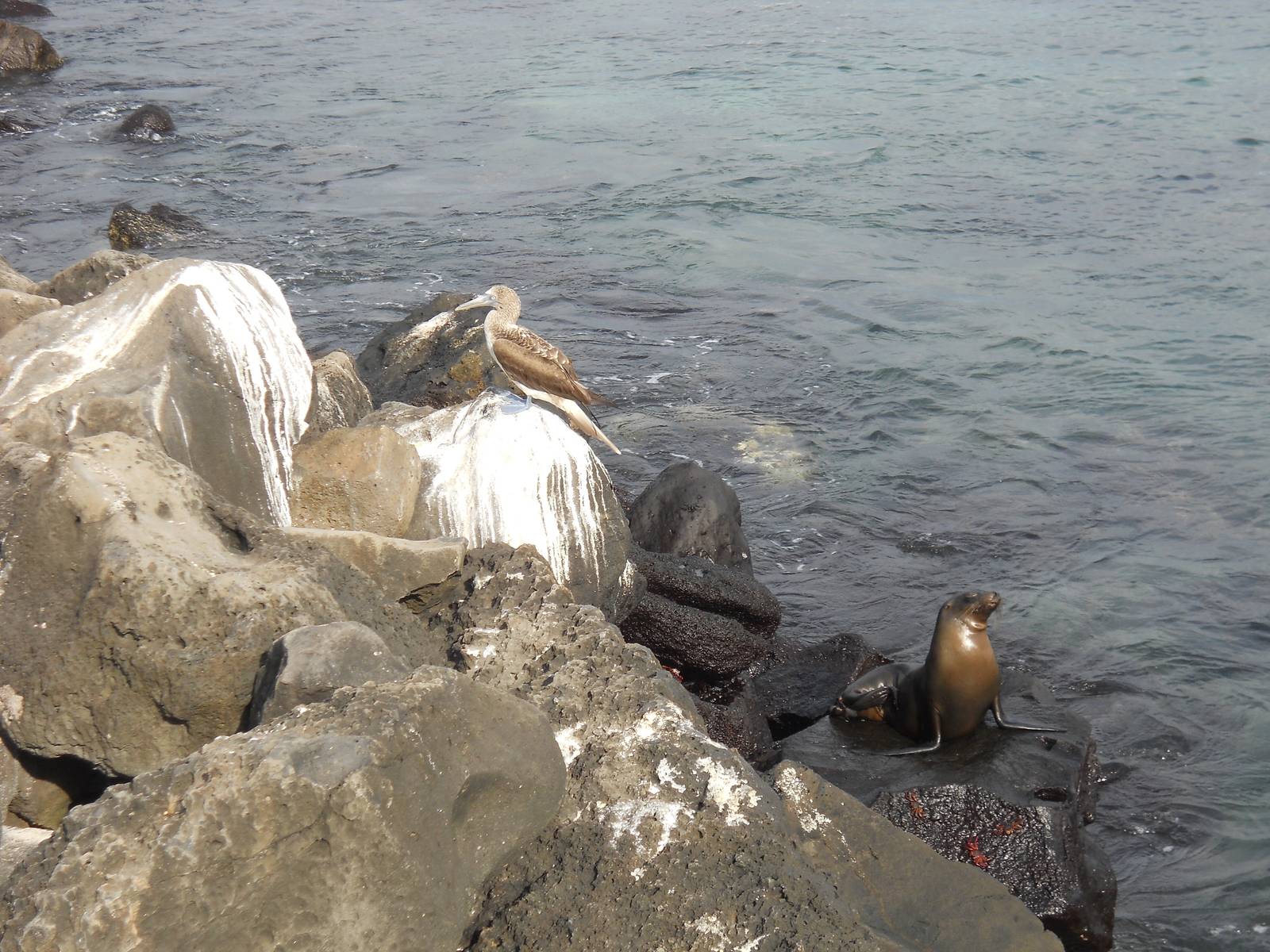 Booby and sea lion