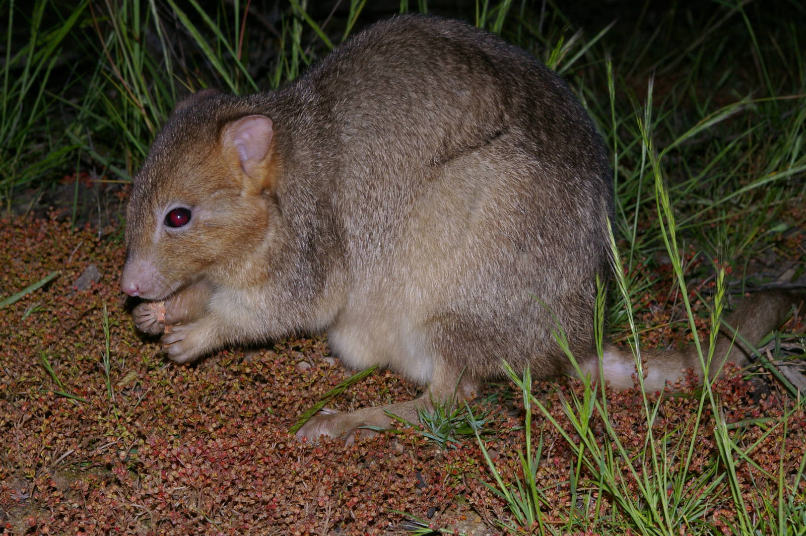 Boodie (Bettongia lesueuri)