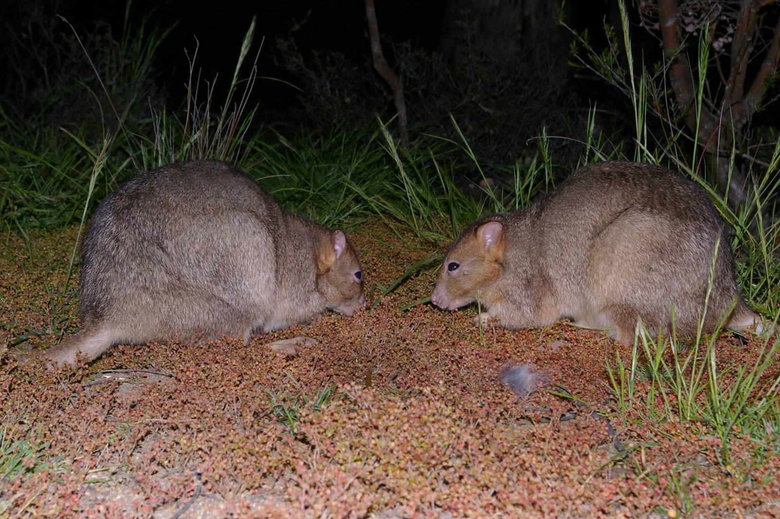 Boodies (Bettongia lesueuri)
