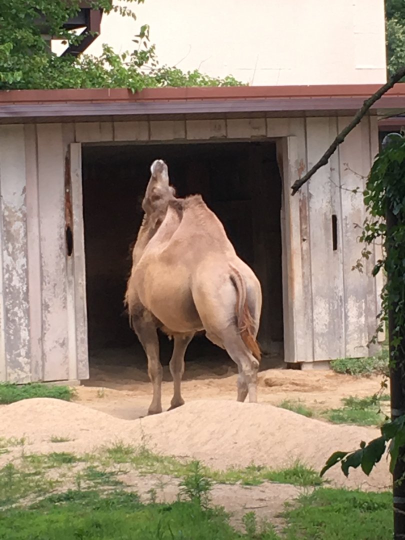 Booger | Henry Vilas Zoo