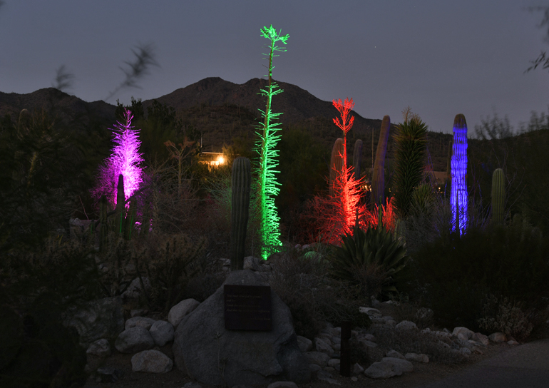 boojum garden at night