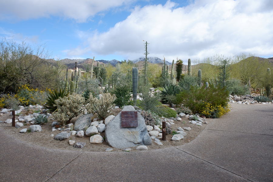 boojum garden (snow behind)