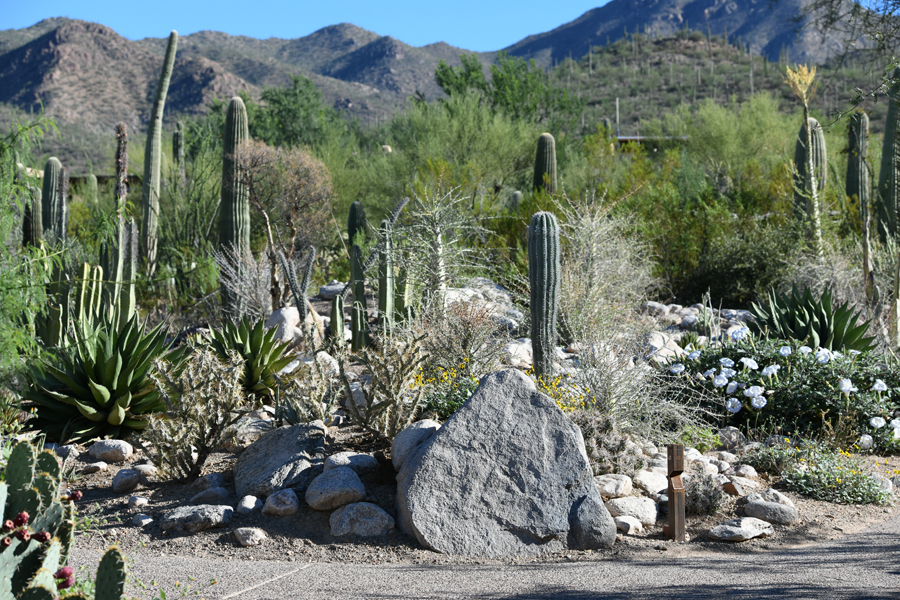 boojum hill (garden)