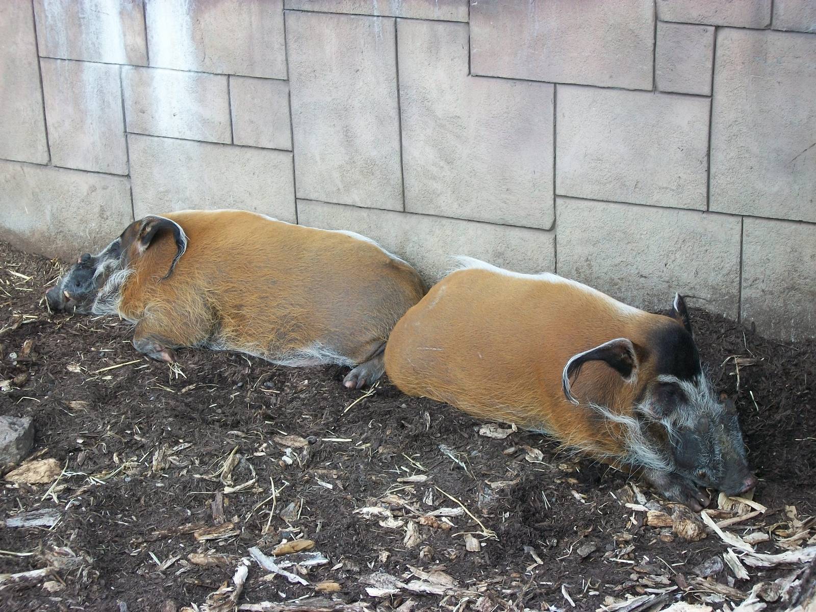 Book ends, pumice stone and West Germany, 6th May 2014