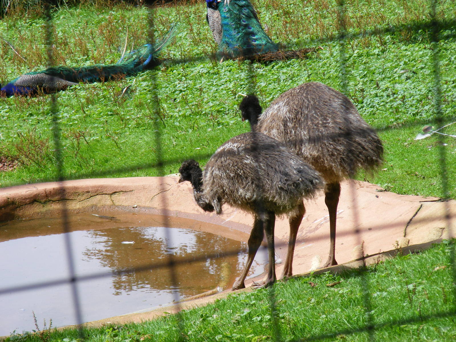 Booma and Bruce the emus at Paignton Zoo, 2 August 2009