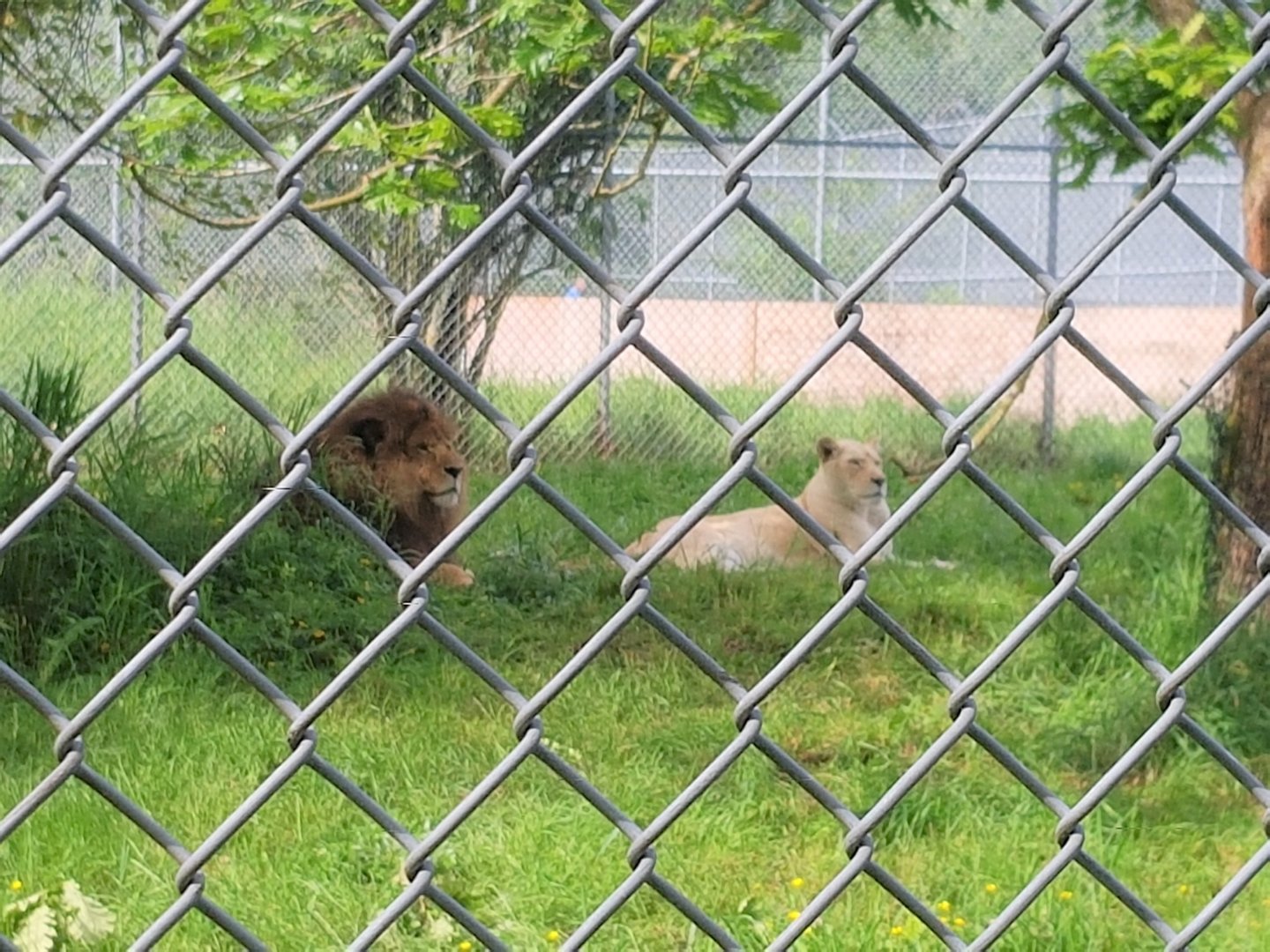 Boomer (African Lion) & Tess (White Lioness)