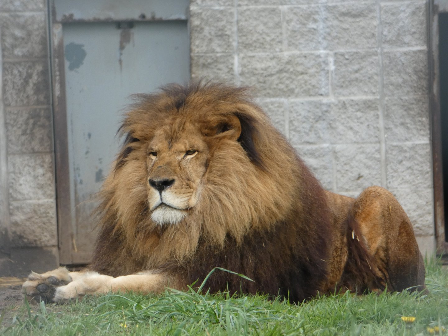 Boomer (African lion)