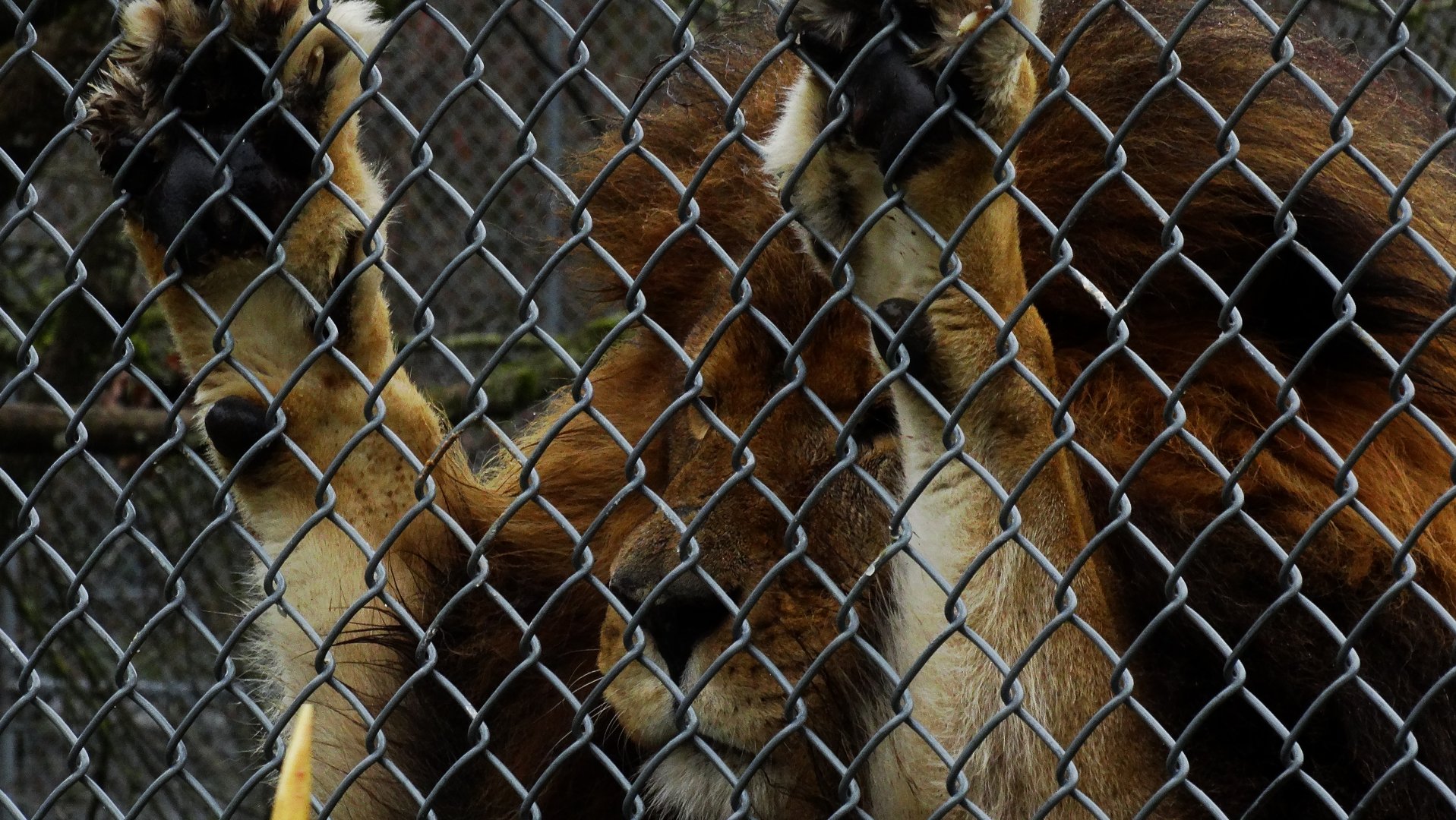 Boomer during big cat show