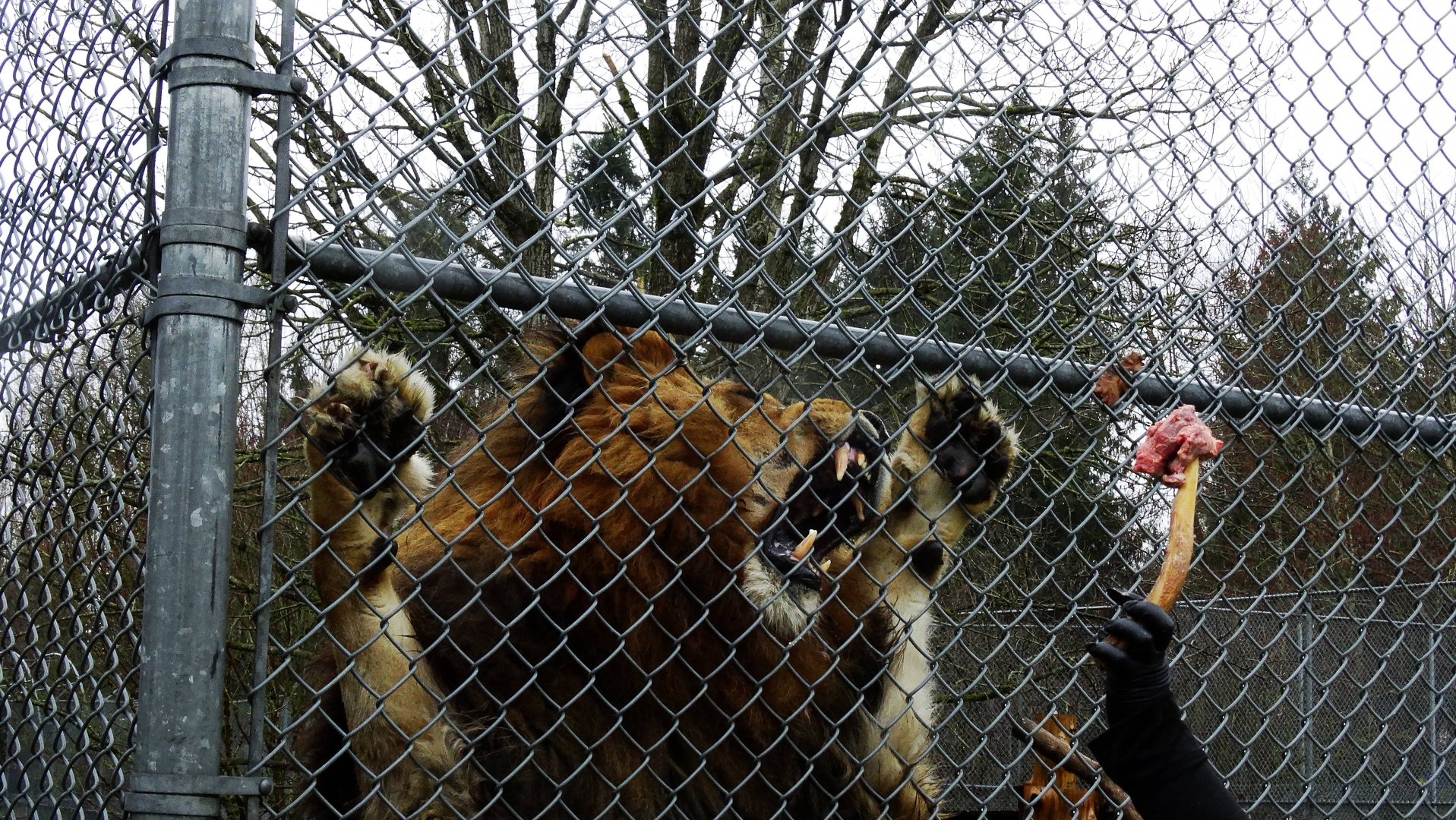 Boomer during big cat show
