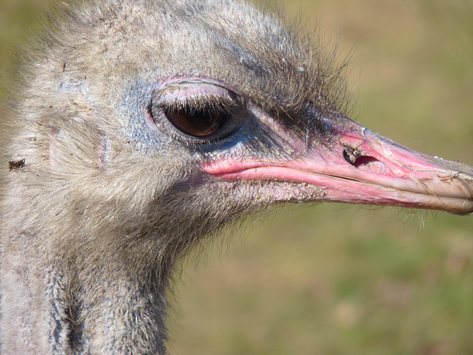 Boomer the Ostrich