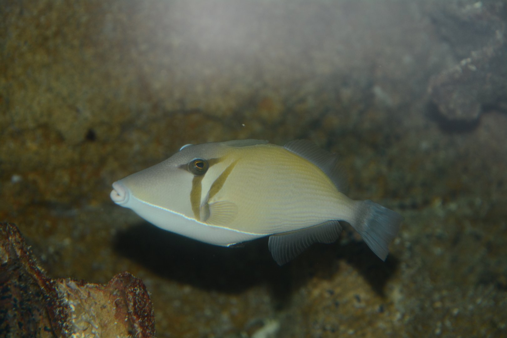 Boomerang triggerfish (Sufflamen bursa)
