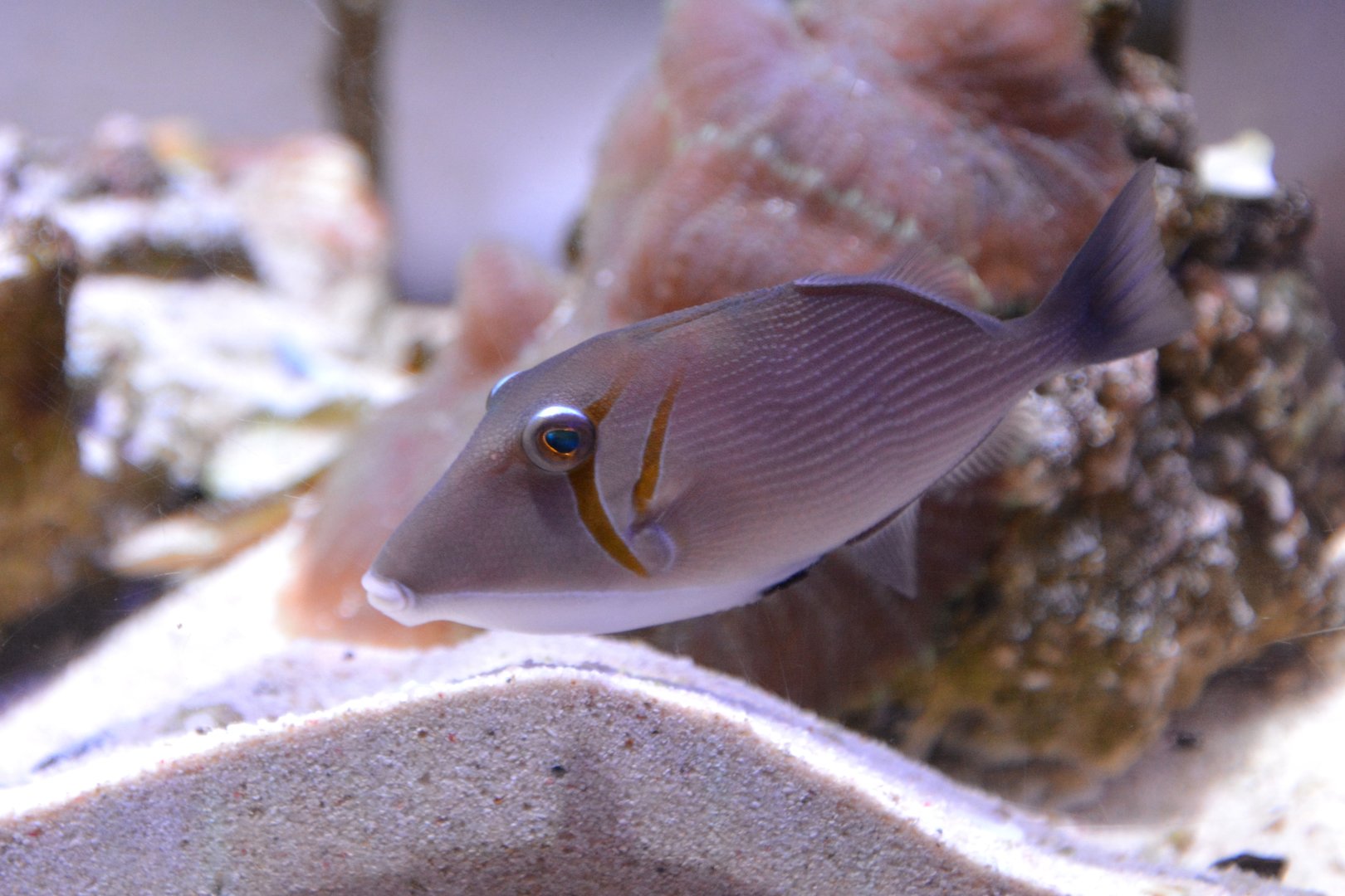 Boomerang triggerfish (Sufflamen bursa)
