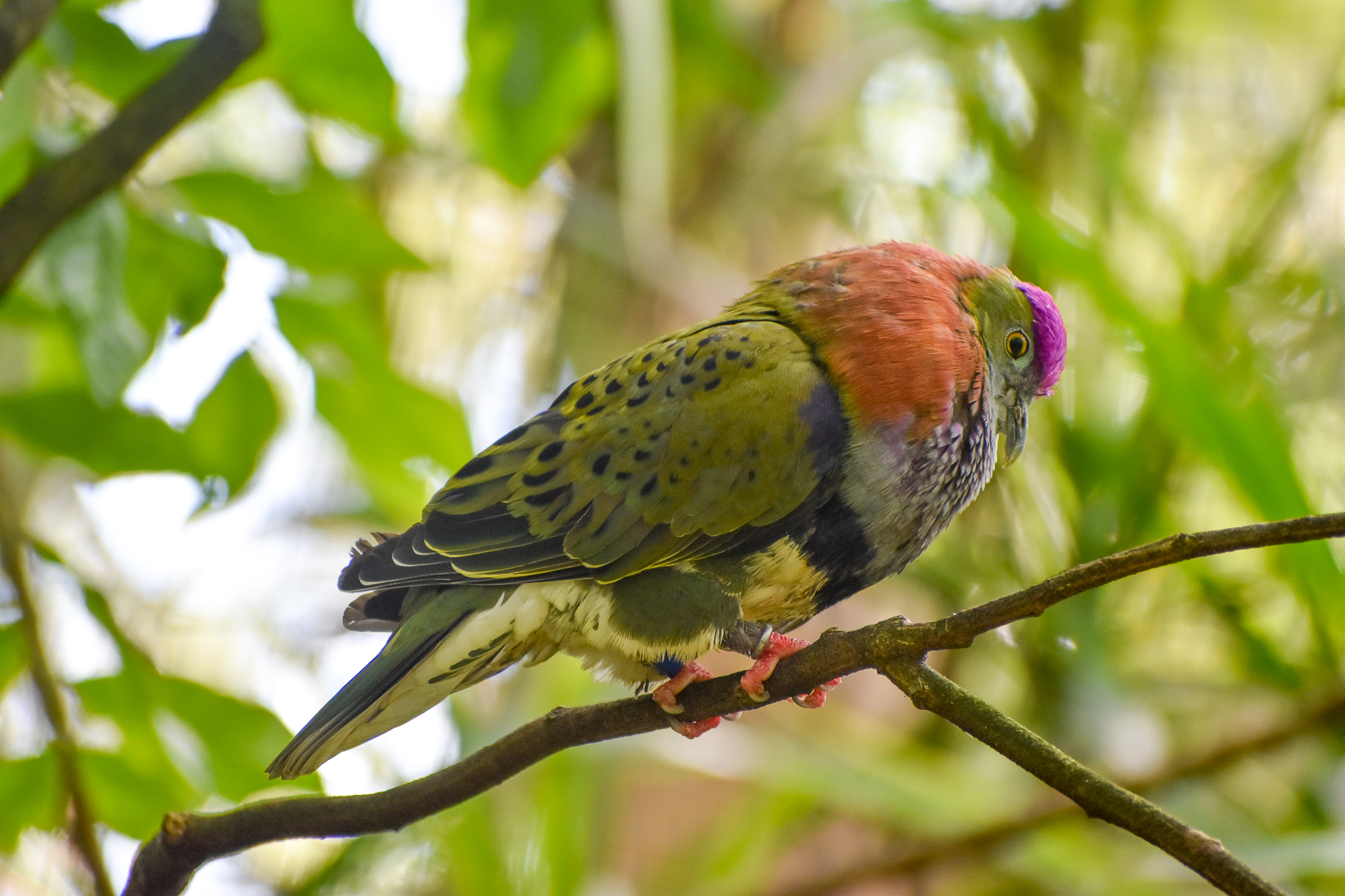 Booming Superb Fruit-Dove
